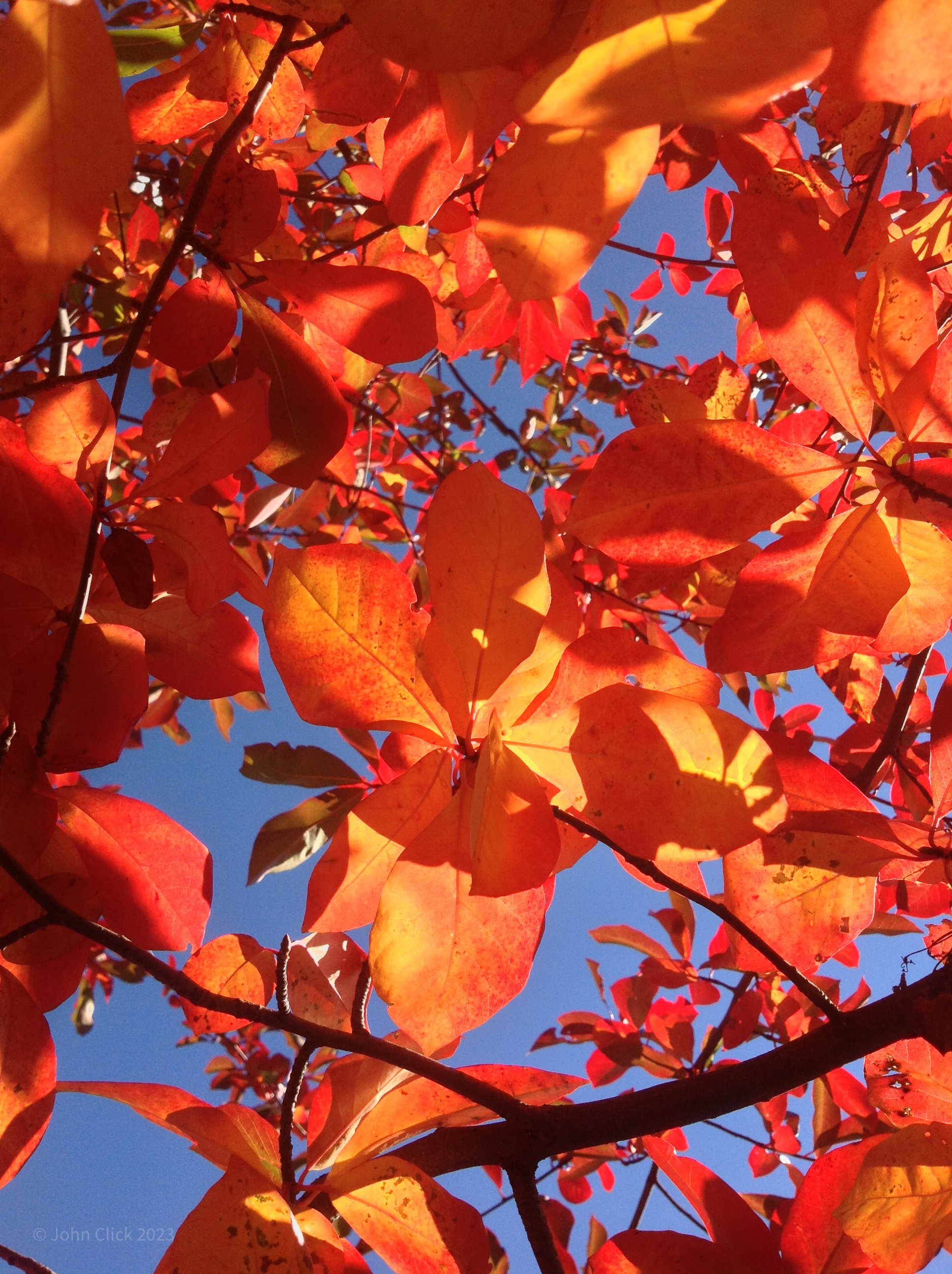Autumn's Vibrant Brushstrokes ©John Click