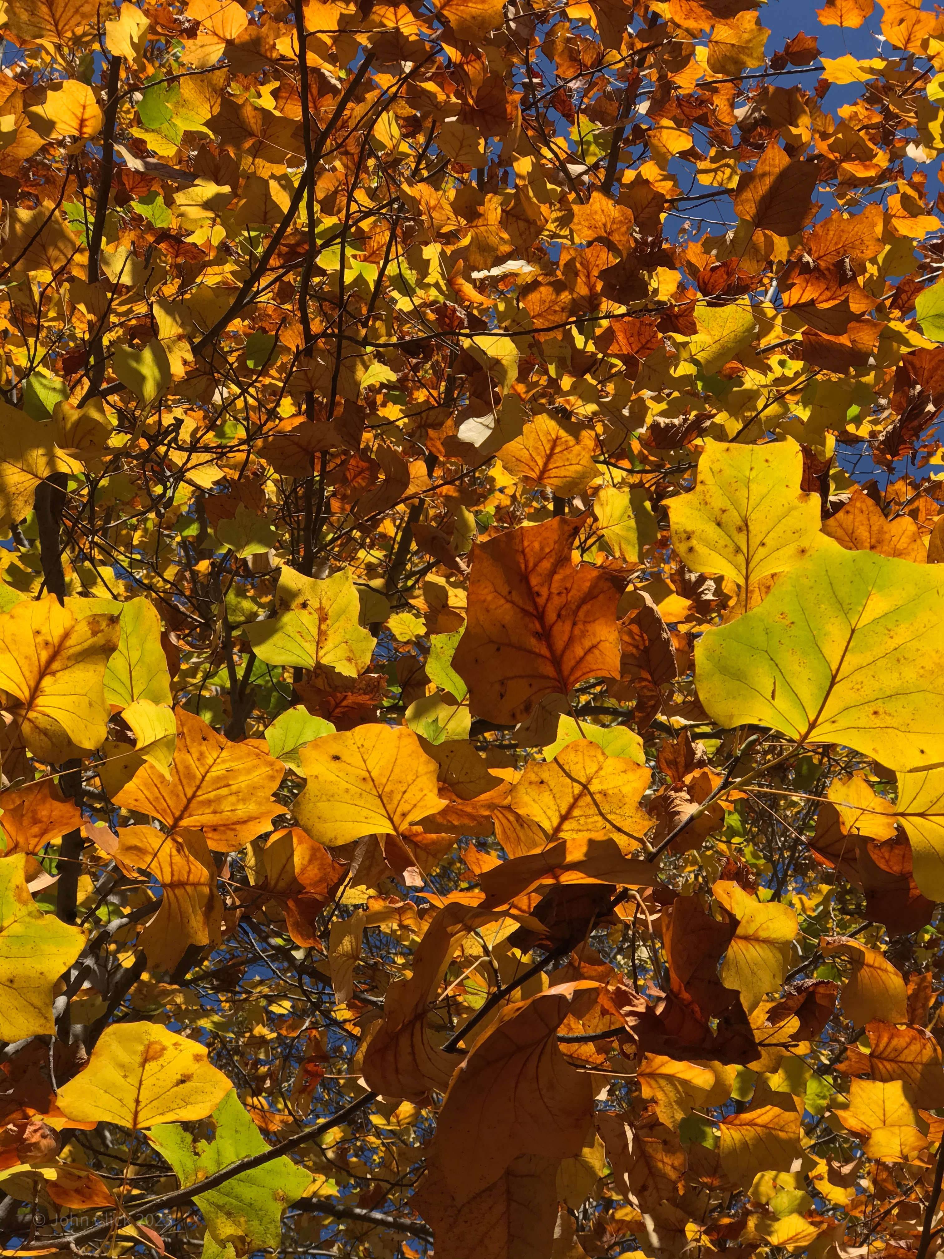 Autumn: A Leafy Tapestry ©John Click